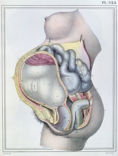 Anatomy of a Pregnant Woman, from 